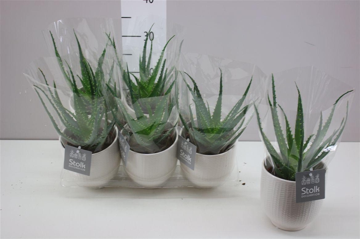 <h4>Aloe Arborescens Liv Keramiek</h4>