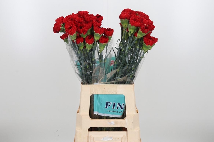 <h4>Di St Virgilio</h4>