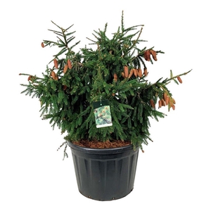 Picea abies 'Acrocona'