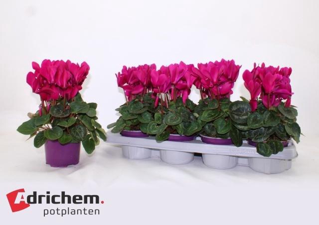 <h4>CYCL MD SUP ALLURE</h4>