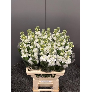 Matth Iron White