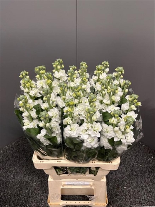 <h4>Matth Iron White</h4>