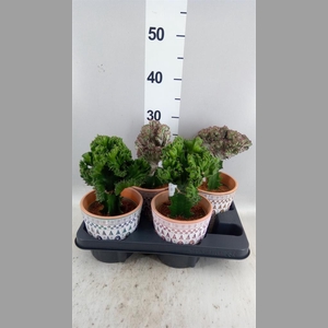 Euphorbia lactea 'Cristata'