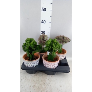 Euphorbia lactea 'Cristata'
