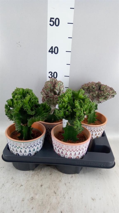 <h4>Euphorbia lactea 'Cristata'</h4>
