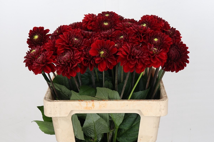 <h4>Dahlia Red Fox</h4>