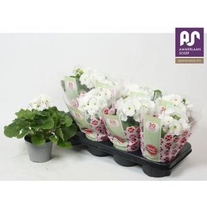 PRIMULA OBCONICA WHITE