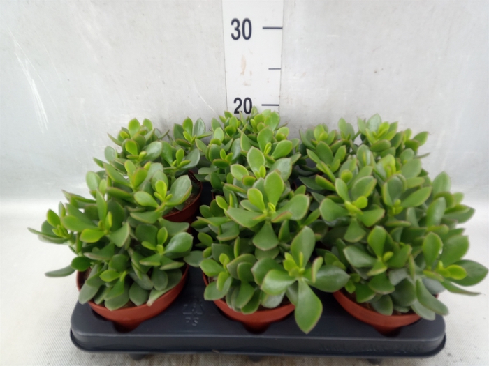 <h4>Crassula  'Minova Magic'</h4>