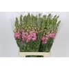 Antirrhinum Potomac Early Pink