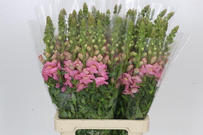 <h4>Antirrhinum Potomac Early Pink</h4>