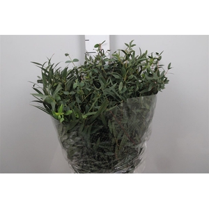 Euca Dominichina Per Bunch