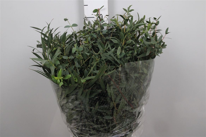 <h4>Euca Dominichina Per Bunch</h4>