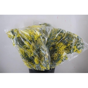 Mimosa Dennisbode Blooming P Bunch