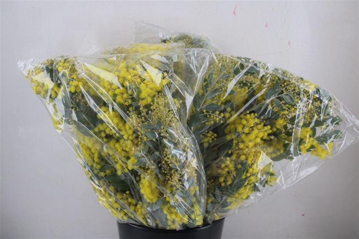 <h4>Mimosa Dennisbode Blooming P Bunch</h4>