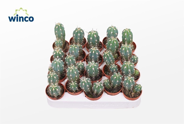 <h4>Stetsonia Coryne</h4>