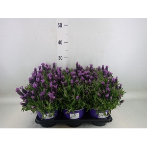 Lavandula stoec.