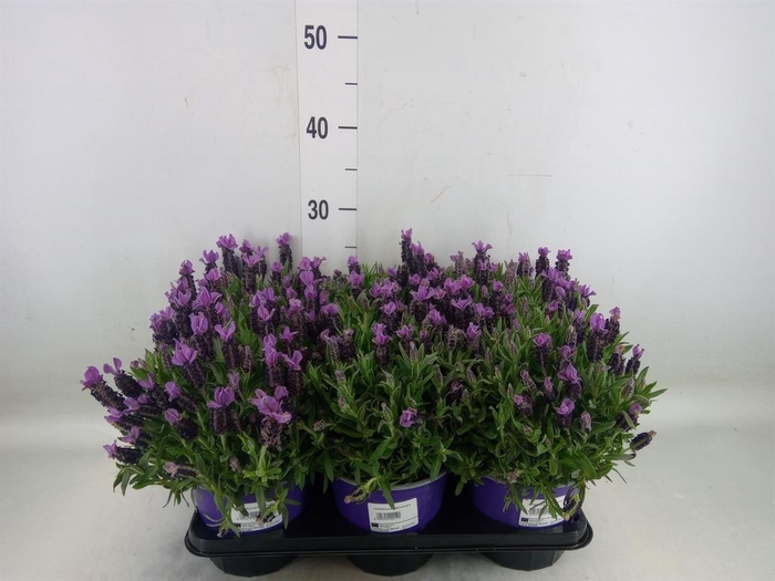 <h4>Lavandula stoec.</h4>