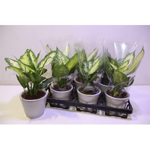 Arr Dieff Camilla In Keramiek