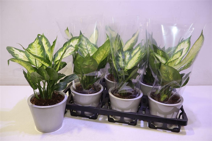 <h4>arr8 Arr Dieff Camilla In Keramiek</h4>