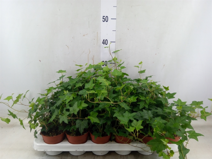 <h4>Hedera helix 'Pittsburgh'</h4>