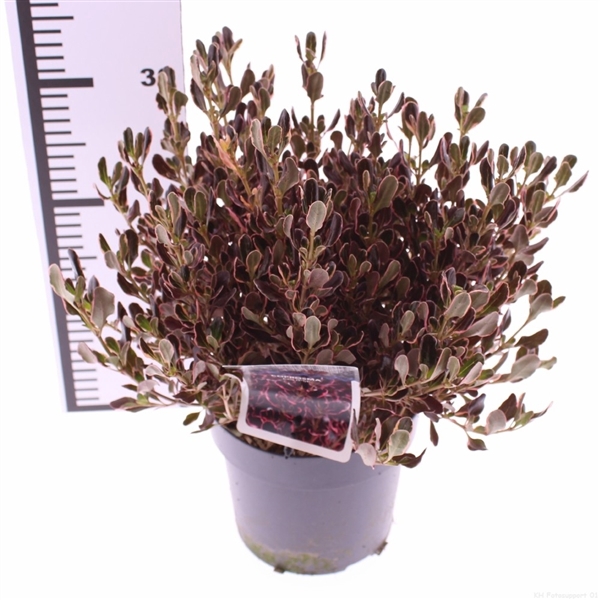 <h4>Coprosma 'Eclipse' PBR</h4>