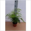 ASPAR SETACEUS