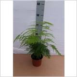 ASPAR SETACEUS
