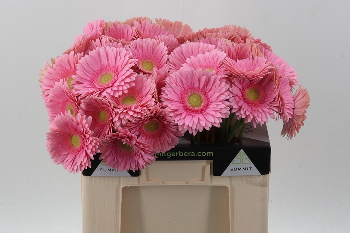 <h4>Ge Gr Romella</h4>