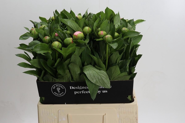 Paeonia Soft Salmon Saucer