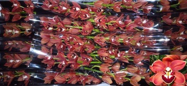 <h4>CYMB MI BROWNIE</h4>