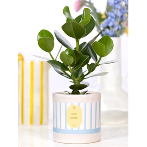 Clusia Rosea Gift P&PURE cadeau concept: Happy Summer!