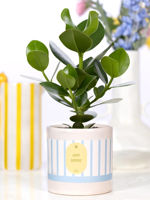 <h4>Clusia Rosea Gift P&PURE cadeau concept: Happy Summer!</h4>