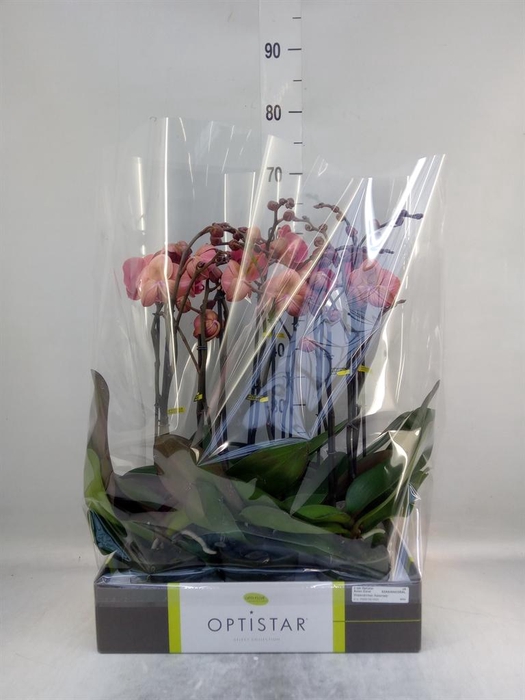 <h4>Phalaenopsis ...orange</h4>