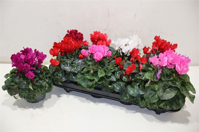 <h4>Cycl Kl Macaron</h4>