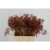 ROSA MAG RED CASCADE 45CM