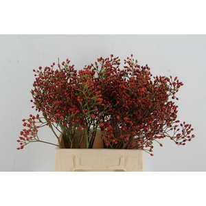ROSA MAG RED CASCADE 40CM