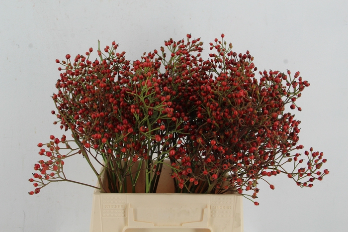 <h4>ROSA MAG RED CASCADE 40CM</h4>