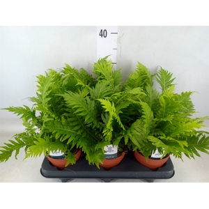 Blechnum gibbum 'Silver Lady'