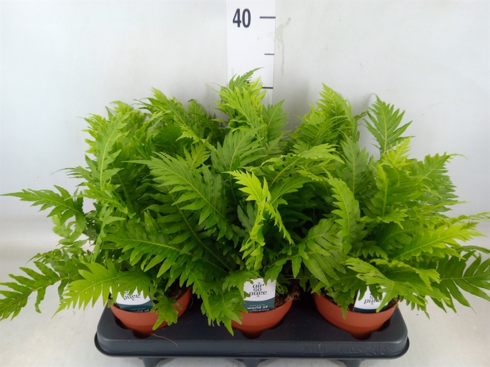 <h4>Blechnum gibbum 'Silver Lady'</h4>