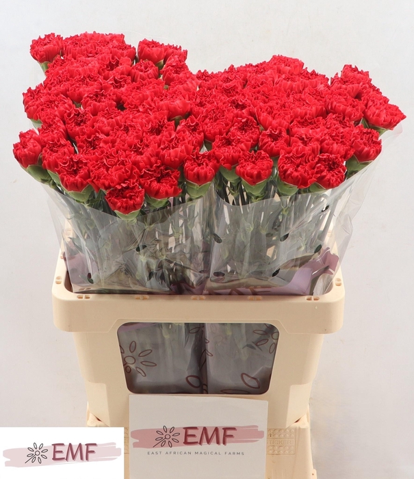 <h4>DI ST RED MOON+</h4>