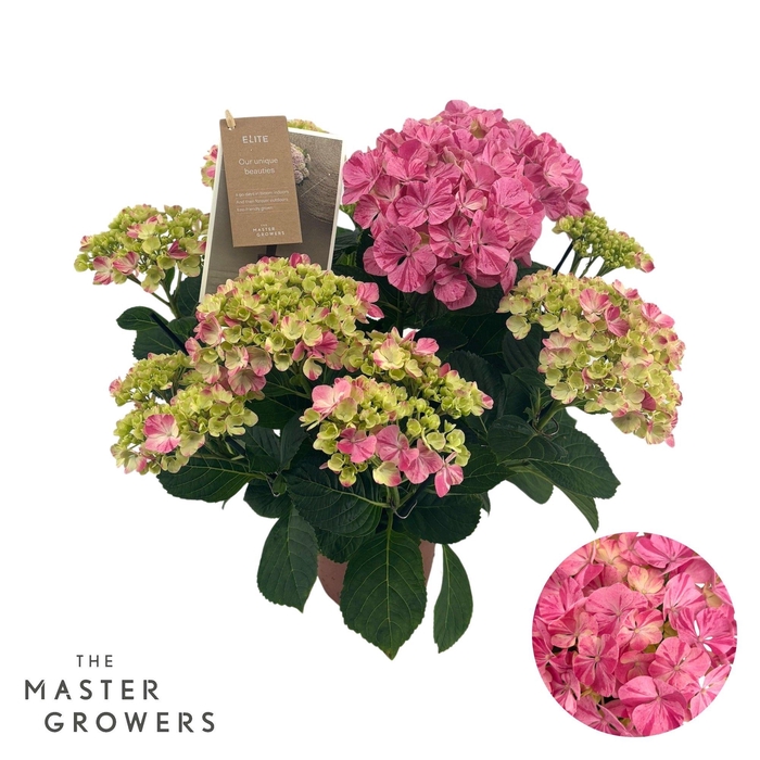<h4>Hydrangea mac. Campino pink 5+ Flowers</h4>