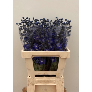 DELPH DU D NAVY BLUE