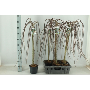 SALIX CAP KILMARNOCK