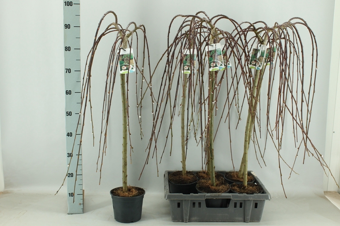 <h4>SALIX CAP KILMARNOCK</h4>