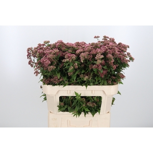 Eupatorium Can Plenum