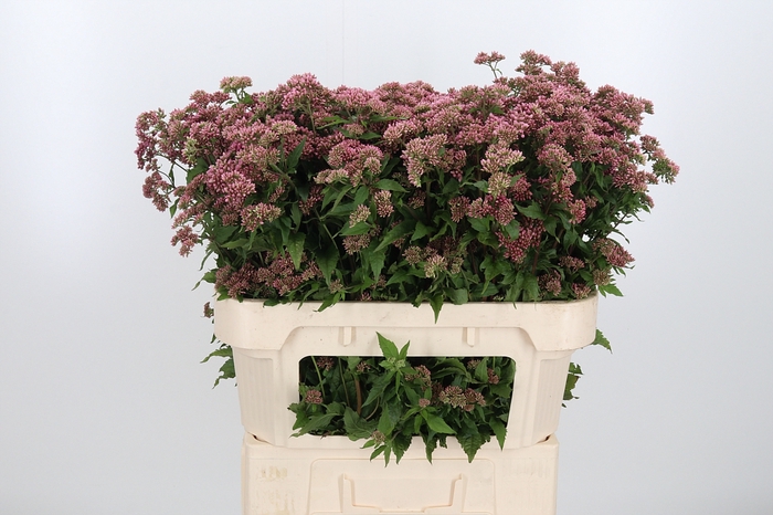 <h4>Eupatorium Can Plenum</h4>