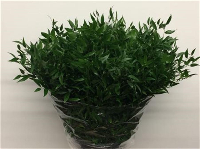 <h4>Ruscus Soft Middle 120 Gram</h4>