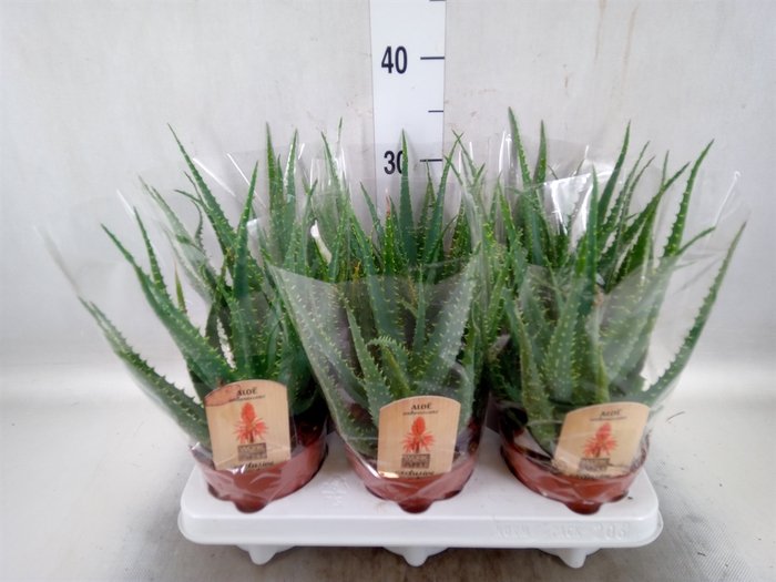 <h4>Aloe arborescens</h4>