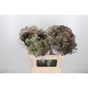 Daucus Carota