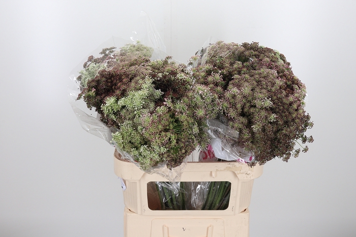 <h4>Daucus Carota</h4>